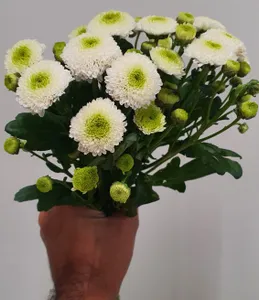 Chrysanthemum spray Santini white