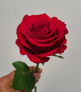Red Single Rose