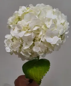 Hydrangea white