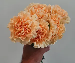 Carnation Peach Color